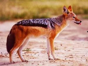 头狼爆料最新内容,揭秘娱乐圈最新动态，独家爆料震惊业界！  第1张